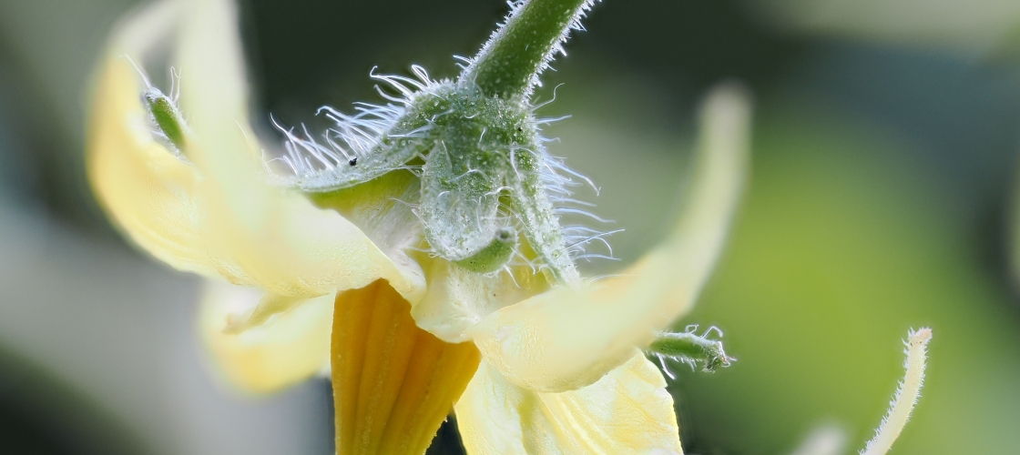 Fleur jaune 