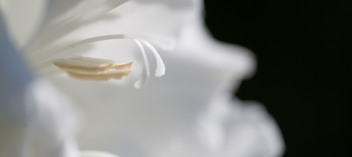 Photographie fleur, profondeur de champ